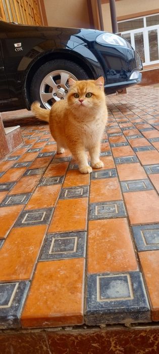 Вязка Чистокровний Британский Золотого Ny12