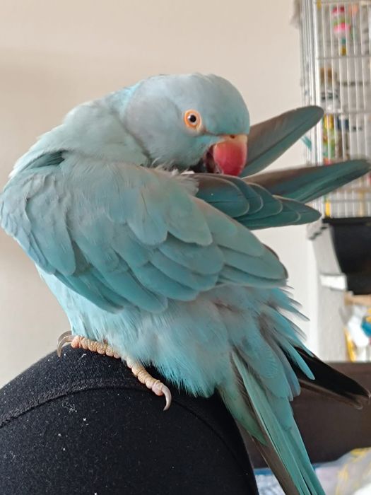 Papagali vorbitori puiuti blanzi micul alexandru Marele Alexandru