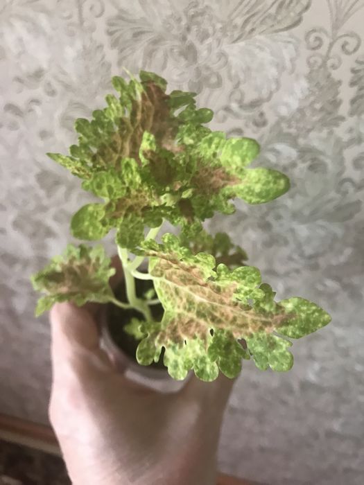 Продам укоренённые колеусы