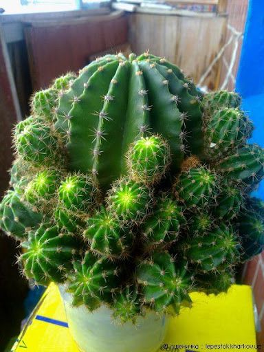 Фикусы, денежное дерево, хлорофитум, роза, сансевьера, герань, доллар