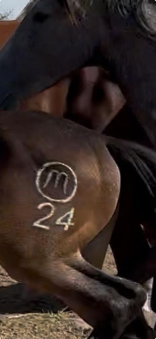 Азот тавро, азот танба