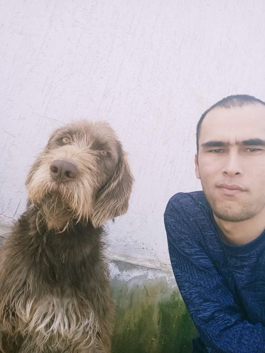 Собака Дратхаар 200% рабочий