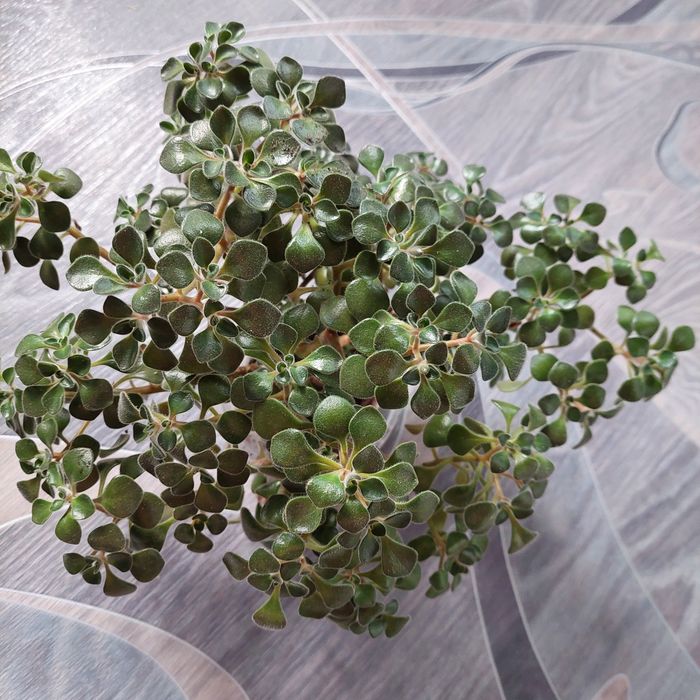 Продам  аихризон