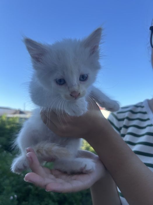 Котята в добрые руки!!!