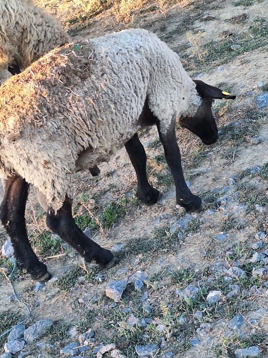 De vanzare berbec de suffolk