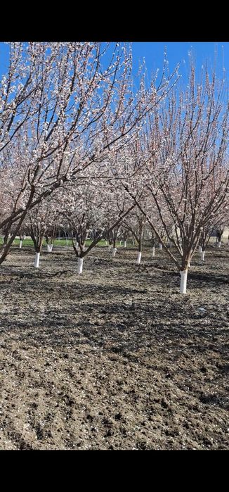 Tayyor biznes va katta maydonga ega koʻchmas mulk sotiladi