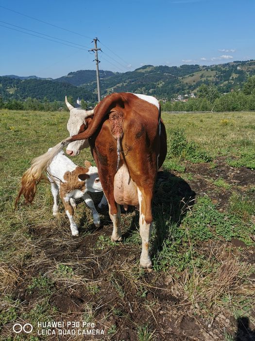 Vând vaca de 3 ani