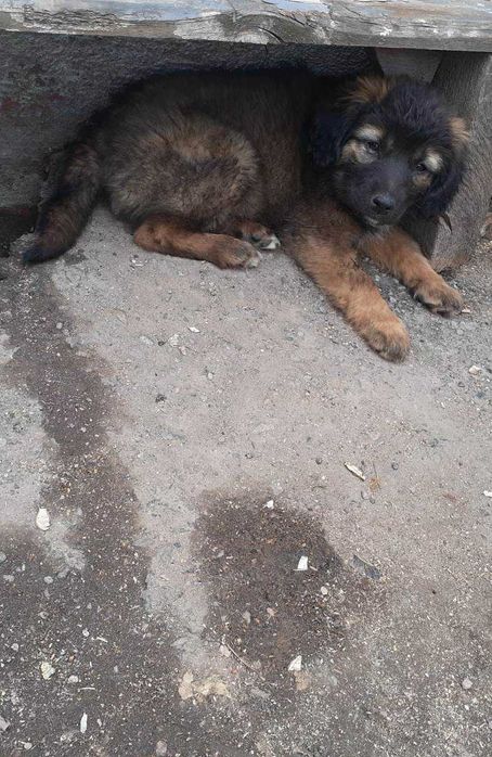 Щенки в добрые руки