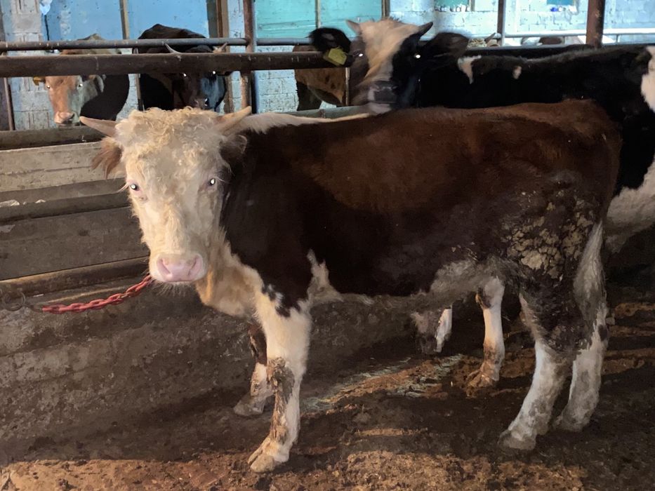 Продам корова. Сиыр сатылады