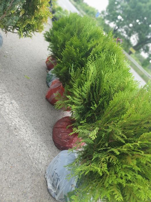 Туя различни видове