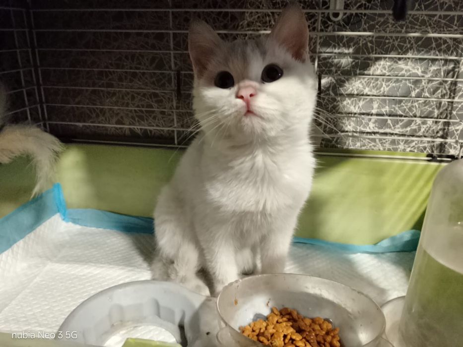 Котенок выкинули