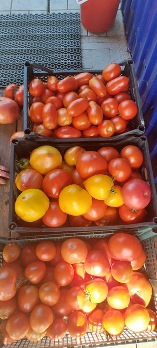 Продам домашние помидоры