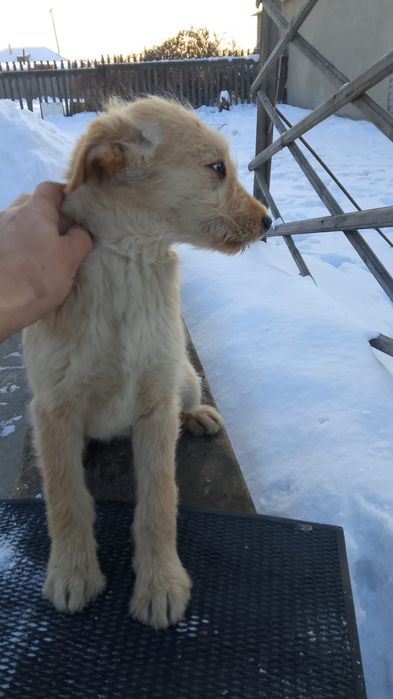 Отдам щенков в добрые руки