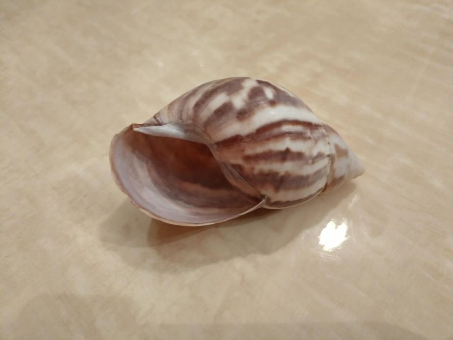 Океанска Раковина от Сейшелите