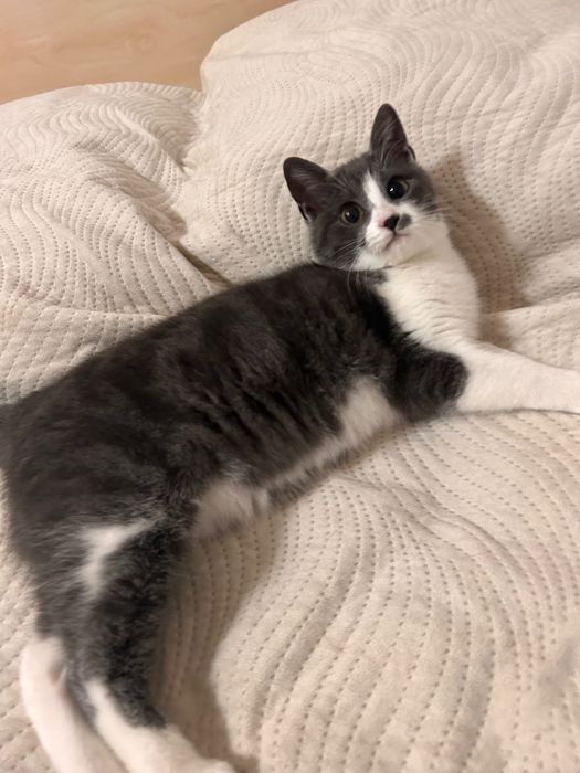 Cat sitter. - vizite la domiciliu