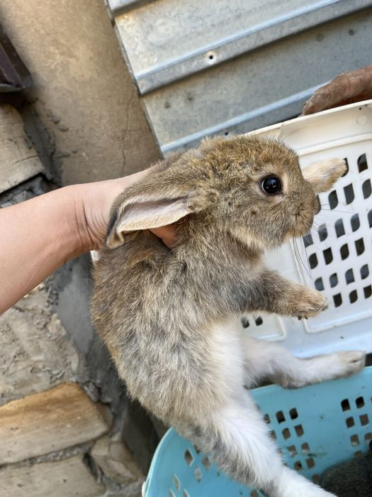 Коян кролик қоян