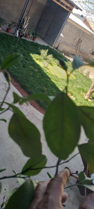 Гуллар сотилади.