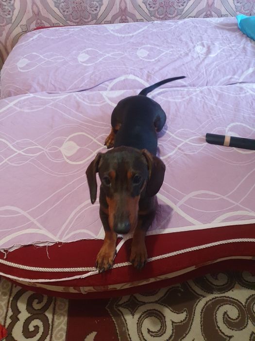 Собака такса 1 год