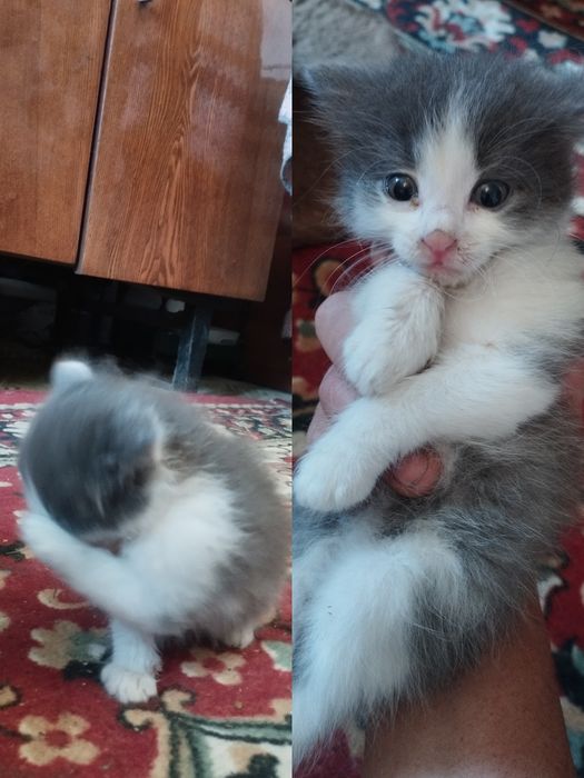 Отдам красивых милых котят