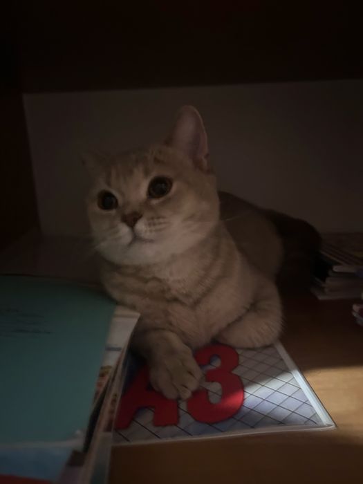 Отдам кошку британку