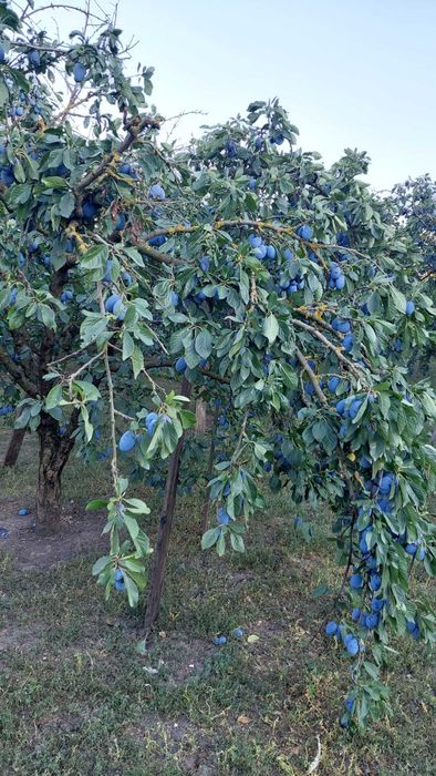 Prune de vânzare