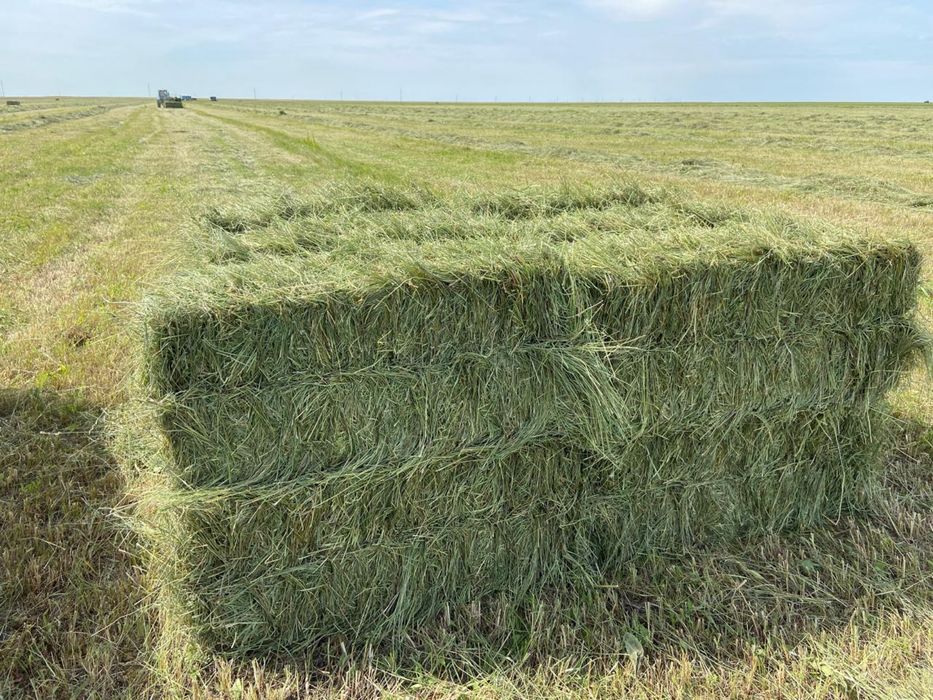 Сено луговое разнотравье