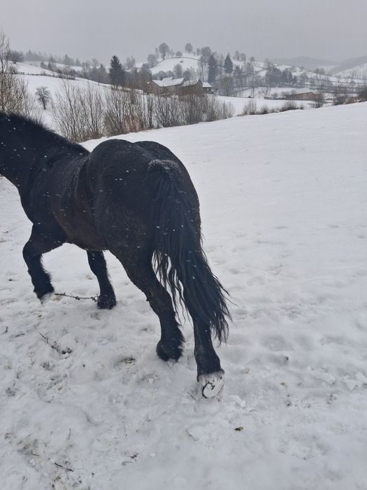 Mânz de vanzare iese de 2 ani la primăvară