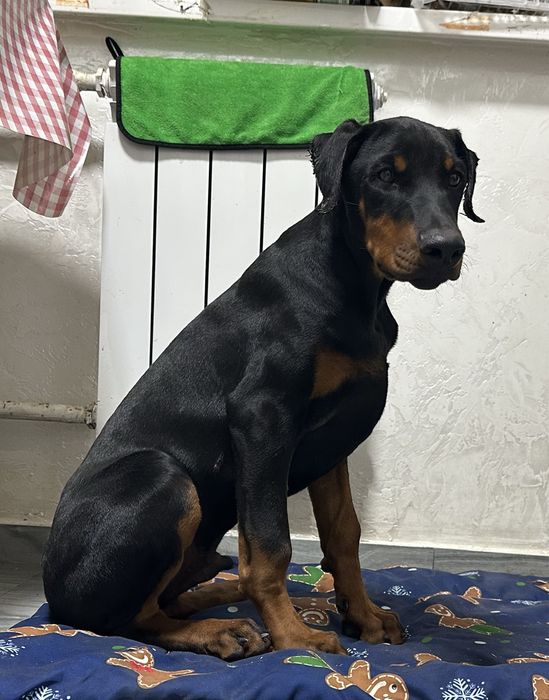 Щенки добермана