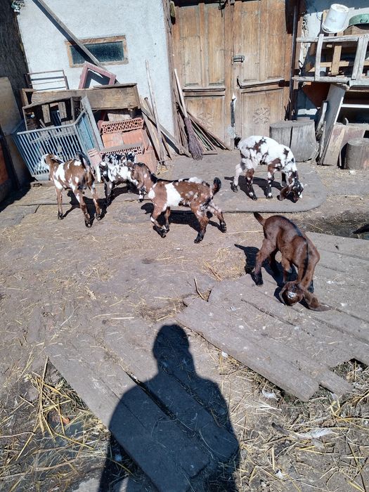 Masculi anglo nubian