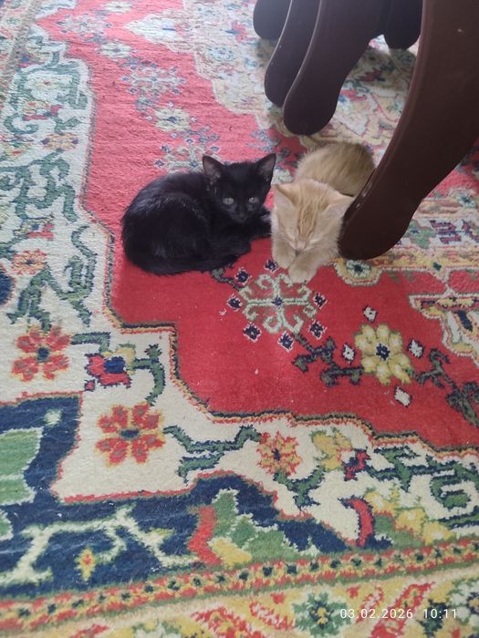 В добрые заботливые руки