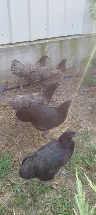 Găini și Cocosi Australorp 2026