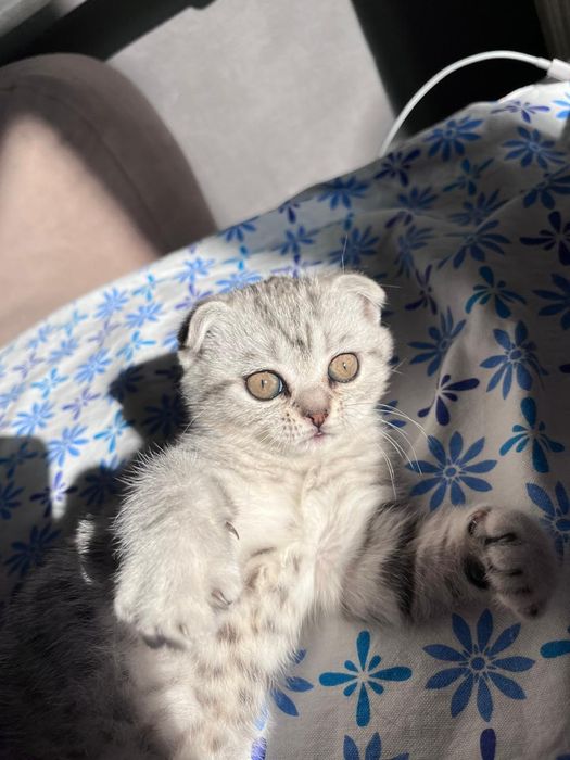 Продается шотландская вислоухая кошечка
