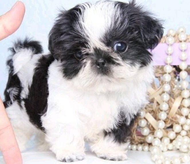 Shih-tzu talie mica