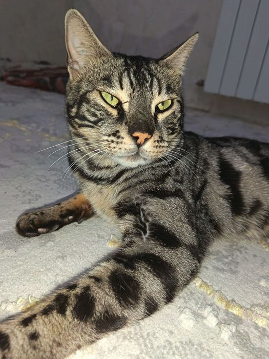 Bengal zotli  mushuk