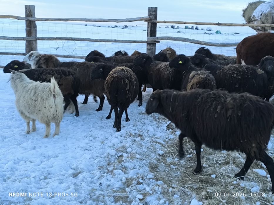 Қой 15-20 бастай туатын.