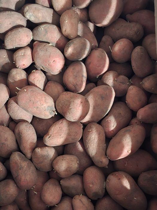 Продам картофель домашний