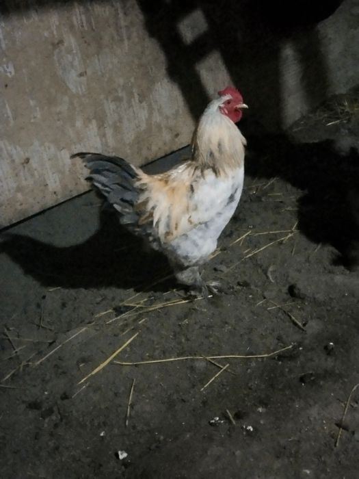 Продам  цыплят. Домашний вывод