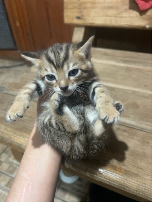 Котята бенгала продам