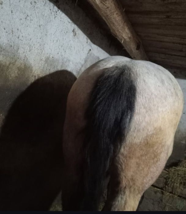 Mânză de  vânzare