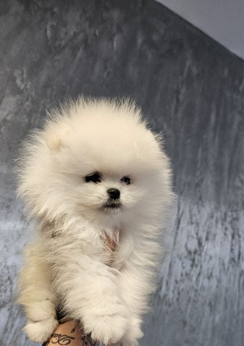 Pomeranian baietel superb!