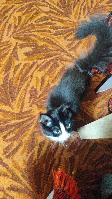 Котик в добрые руки