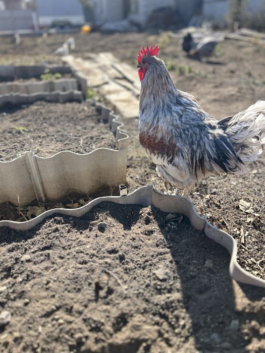 Әтеш петух сатамын