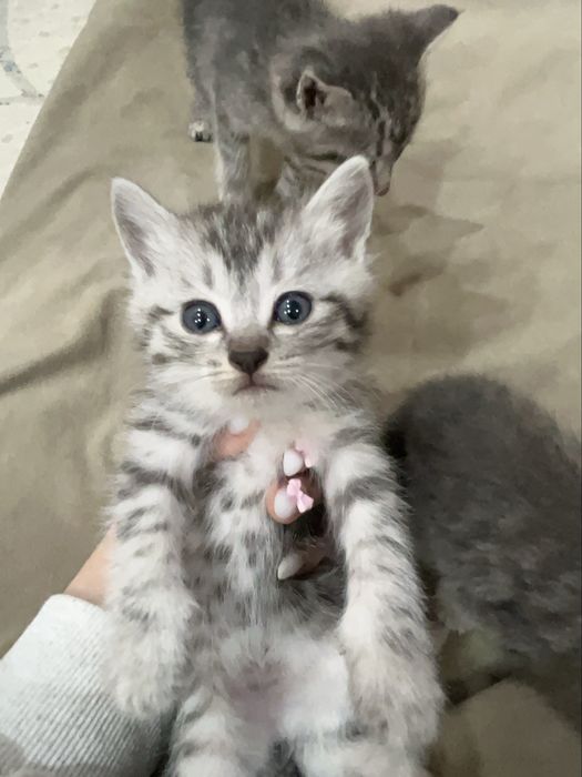 котята продаются!