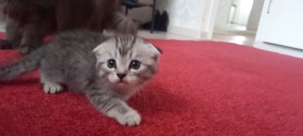 Котята не дорого