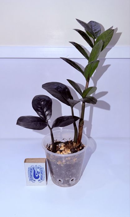 Замиокулькас, комнатные растения, комнатные цветы