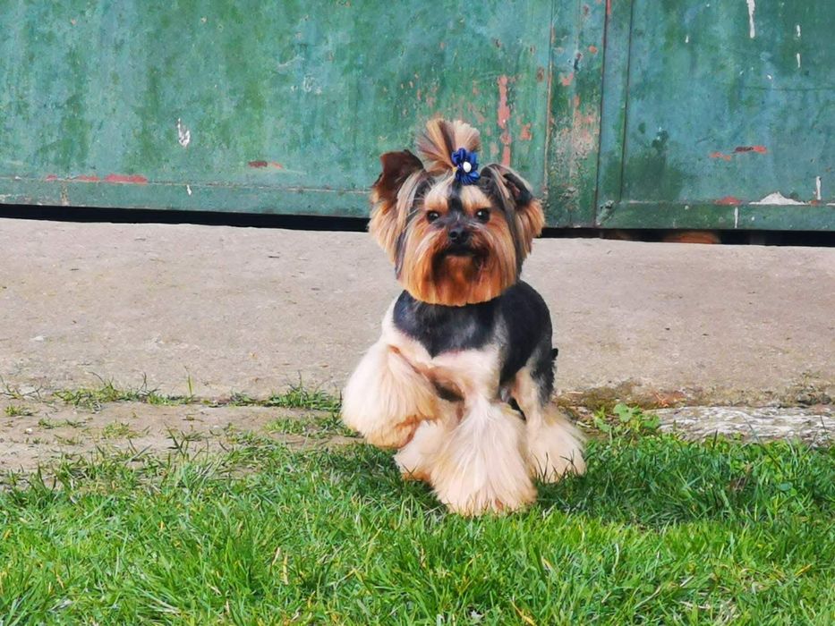 Супер мини Йорки Доставка