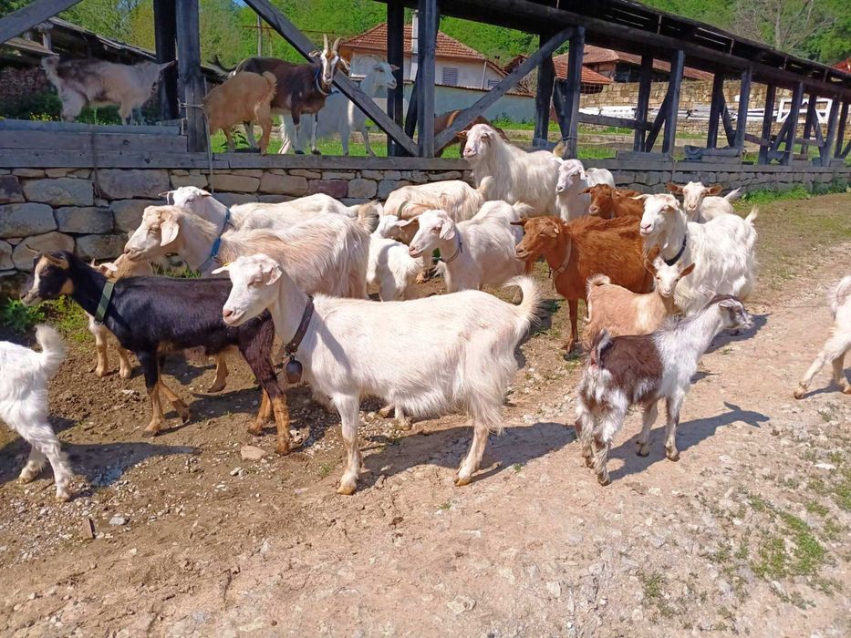 13 Кози, 2 пръча и 8 ярета