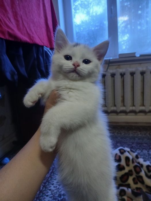 Skotish strayt 2 oylik