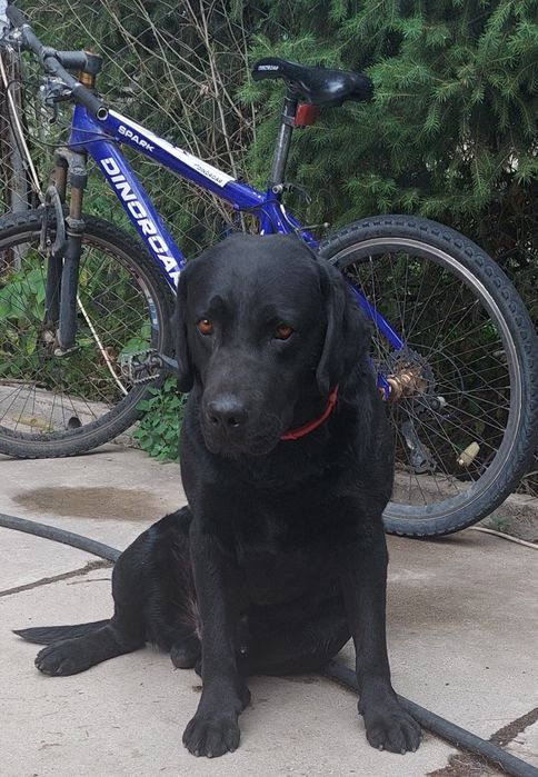 Пропала собака, просьба вернуть за вознаграждение