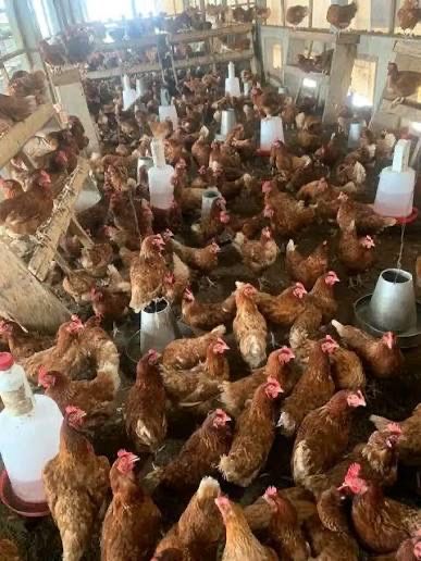 Vindem gaini de oua in toata tara